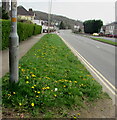 ST3091 : Dandelions on a grass strip, Malpas Road, Newport by Jaggery