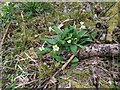 TF0720 : Primula vulgaris by Bob Harvey