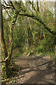 SX8670 : Cycle trail, Decoy Country Park by Derek Harper