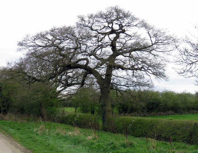 A tree on west side of  Wysall Road