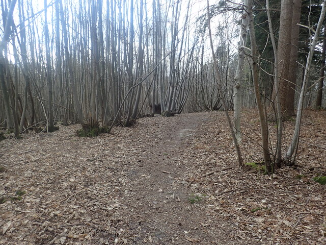 Coppicing in Saunders' Wood