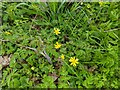 TF0820 : Ficaria verna subsp. verna (formerly Ranunculus ficaria) by Bob Harvey