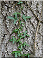 NJ4866 : Ivy on Bark by Anne Burgess