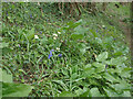 SS8577 : Spring flowers, Cwm y Gaer by eswales