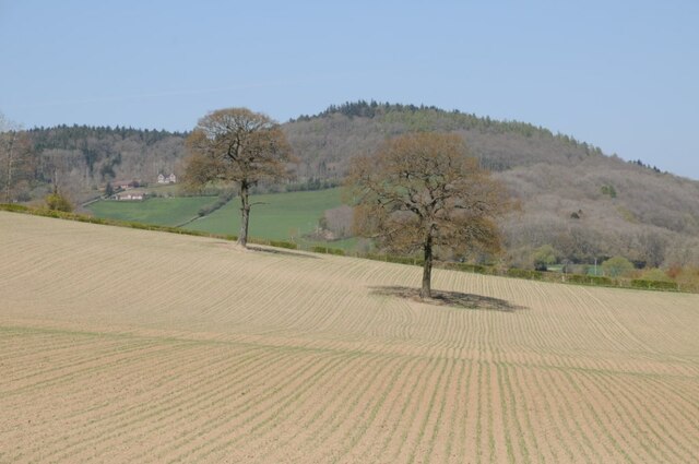 Trees in an arable field