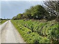 SM9025 : Roadside verge by Alan Hughes