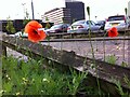 SP0786 : Poppies, Freeman Street by A J Paxton