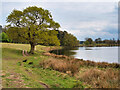 SJ7581 : Tatton Park, Melchett Mere by David Dixon