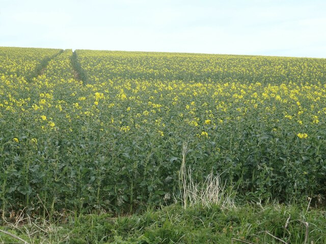 Tractor tracks in a field of oil seed rape