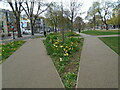 TQ3104 : Tulips in Victoria Gardens by Paul Gillett