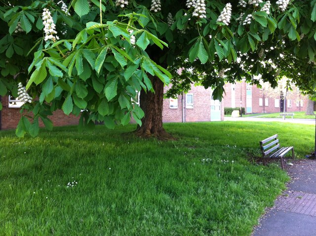 Horse chestnut tree in bloom on Holbrook Lane