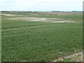 TA1973 : White patch of chalk in a cereal field by Christine Johnstone