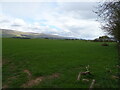  : Grazing, Maughanby Moor by JThomas