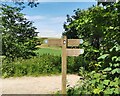 TQ5501 : South Downs Way Signpost by PAUL FARMER