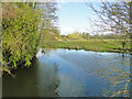 TM3389 : River Waveney upstream of Falcon Bridge by Adrian S Pye