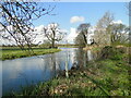 TM3490 : River Waveney upstream of Wainford Mill by Adrian S Pye