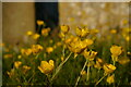 TM3865 : Buttercups, Kelsale churchyard by Christopher Hilton