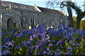 TM3865 : Bluebells, Kelsale churchyard by Christopher Hilton