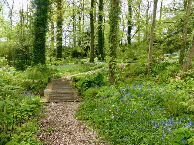 The Grove woodland garden at Holcombe Court, in  the parish of Holcombe Rogus