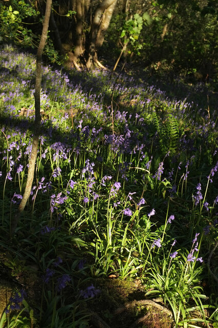 Bluebells, Langdon