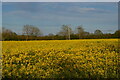 TM4065 : Oilseed rape, East Green by Christopher Hilton