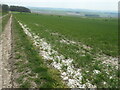 SE9461 : Cereals growing on chalk, near Black Wood by Christine Johnstone