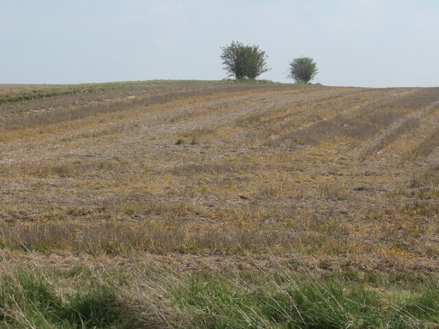 Field boundary trees, Totter Hills, North Field