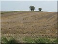 SE9260 : Field boundary trees, Totter Hills, North Field by Christine Johnstone