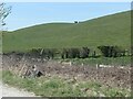 SE9043 : Cattle above Goodmanham Dale by Christine Johnstone