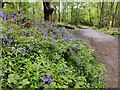 SJ5413 : Bluebells along the Geo trail at Haughmond Hill by Mat Fascione