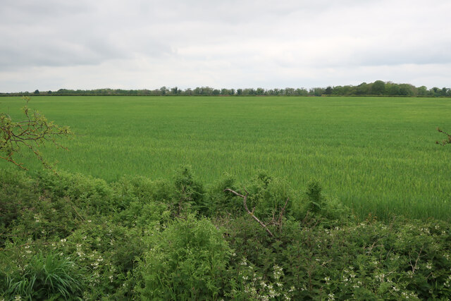 Field on Risby Poor's Heath