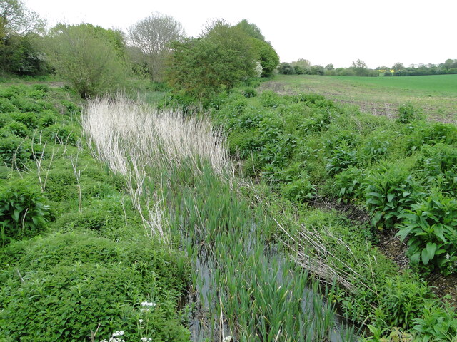 Reeds and bulrushes in the River Deben