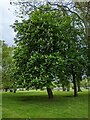 TF0820 : Horse Chestnut in bloom by Bob Harvey