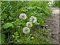 TF0820 : Dandelion clocks by Bob Harvey