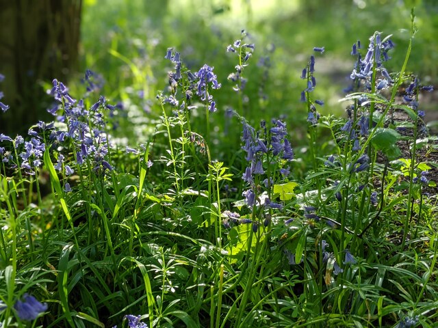 Late spring sunshine