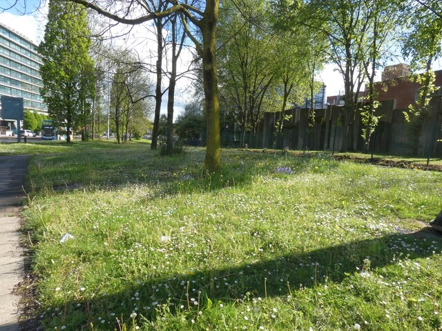 Wildflowers on London Road