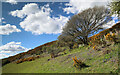 SH9070 : Pasture NW of Fron-Gôch by Andy Waddington