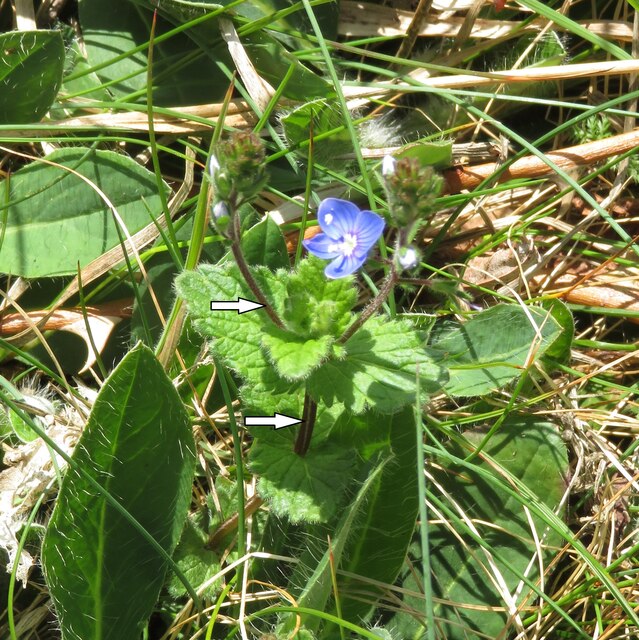 Germander Speedwell - detail