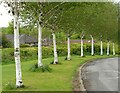 NS5574 : Birch trees, Dougalston Avenue by Richard Sutcliffe