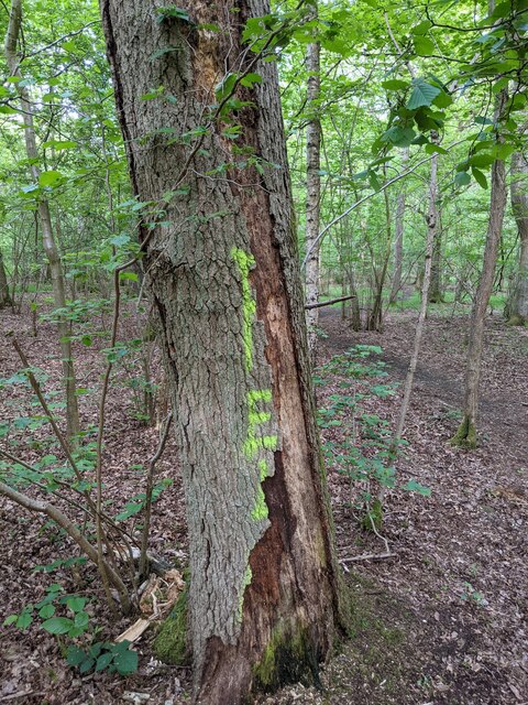 A dying oak