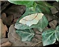 TQ7819 : Maiden's blush moth on ivy leaf, Churchland Lane by Patrick Roper