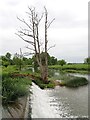 SP2556 : Charlecote Estate - River Dene weir as it joins the Avon by Rob Farrow