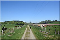  : Between the cows... by Bill Harrison