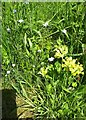 SE1785 : Cowslips and Forget-me-nots in the Chapter House, Jervaulx Abbey by Rich Tea