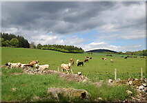  : Cows in their field by Bill Harrison