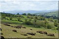 SJ1948 : Rough upland grazing by Philip Halling