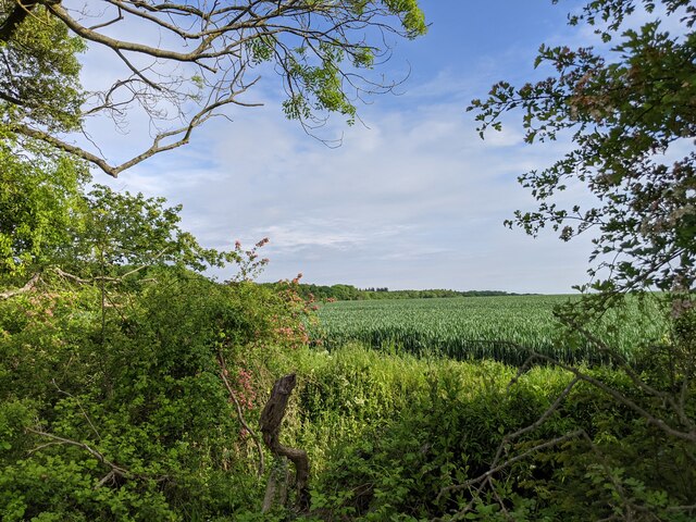 Through the hedge