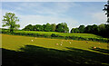 SX8568 : Sheep pasture south of Abbotskerswell by Derek Harper