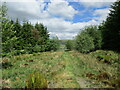 NS7911 : Southern Upland Way passing through a plantation on Sanquhar Moor by Alan O'Dowd