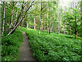 SE1223 : Bracken in Cromwell Wood, Southowram by Humphrey Bolton